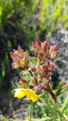 Crocanthemum greenei