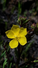 Crocanthemum greenei