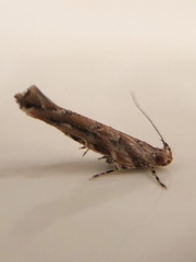 Pyroderces