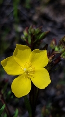 Crocanthemum greenei