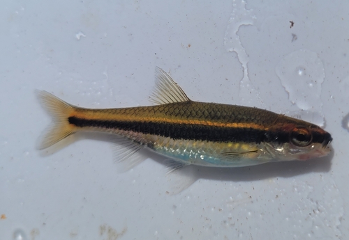 Bron-shiner (Notropis harperi) — Cyprinidae — 2
