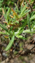 Crocanthemum greenei