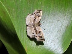 Quadrus lugubris lugubris