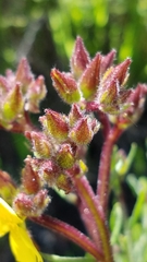 Crocanthemum greenei