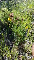 Crocanthemum greenei