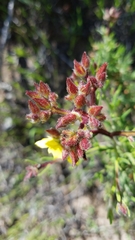 Crocanthemum greenei