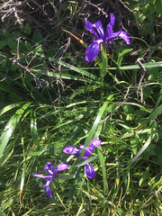 Iris douglasiana