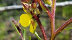 Crocanthemum greenei