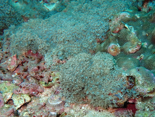 Sansibia Cora Sansibia claereboudti · iNaturalist