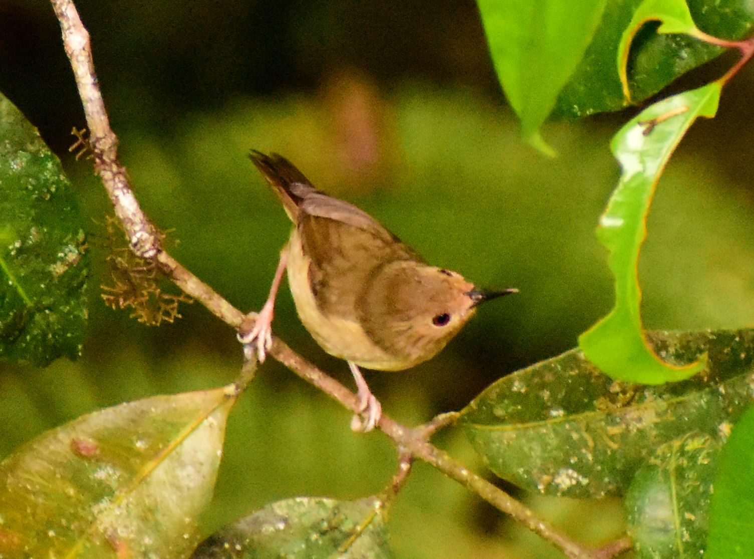 Atherton Scrubwren (Sericornis keri), photo 4