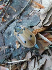 Dendroxena quadrimaculata