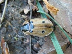 Dendroxena quadrimaculata