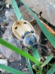 Dendroxena quadrimaculata