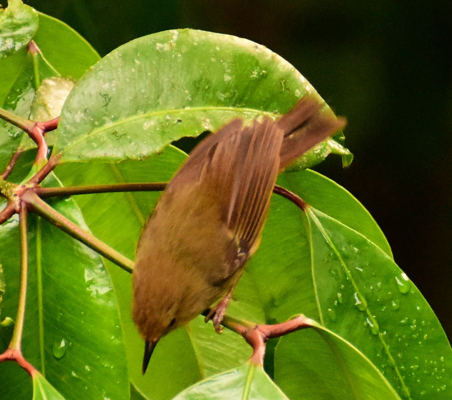 Atherton Scrubwren (Sericornis keri), photo 5
