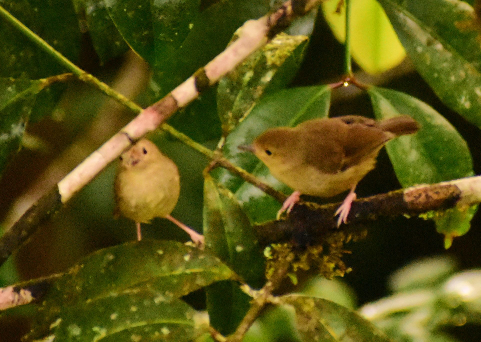 Atherton Scrubwren (Sericornis keri), photo 6