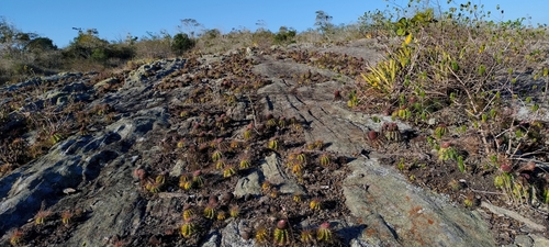 Melocactus ernestii