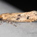Case-bearing Clothes Moth - Photo (c) hullyjr, some rights reserved (CC BY-NC)