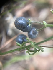 Bermuda bedstraw (Galium bermudense)