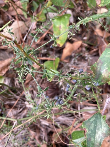 Image of Galium bermudense by no rights reserved