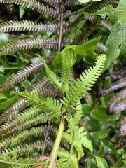Pseudocyclosorus esquirolii