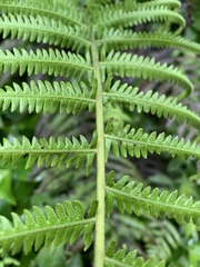 Pseudocyclosorus esquirolii