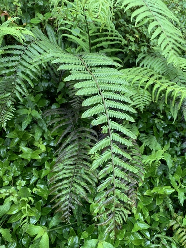 Thelypteris esquirolii iNat (1)