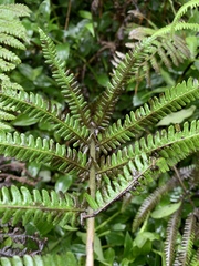 Pseudocyclosorus esquirolii