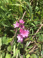 Sidalcea malviflora malviflora