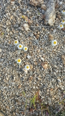 Eriophyllum wallacei rubellum
