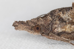 Hypena scabra