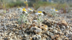 Eriophyllum wallacei rubellum