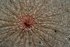 Ceriantharia