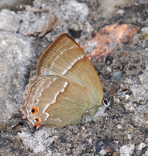 Podanotum vanewrighti