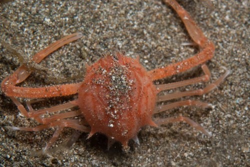 Arcania tropicalis