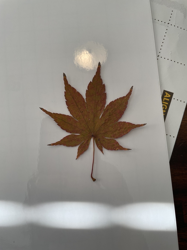 Japanese maple from Herschel Dr, Statesboro, GA, US on November 27