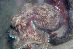 Amphioctopus marginatus