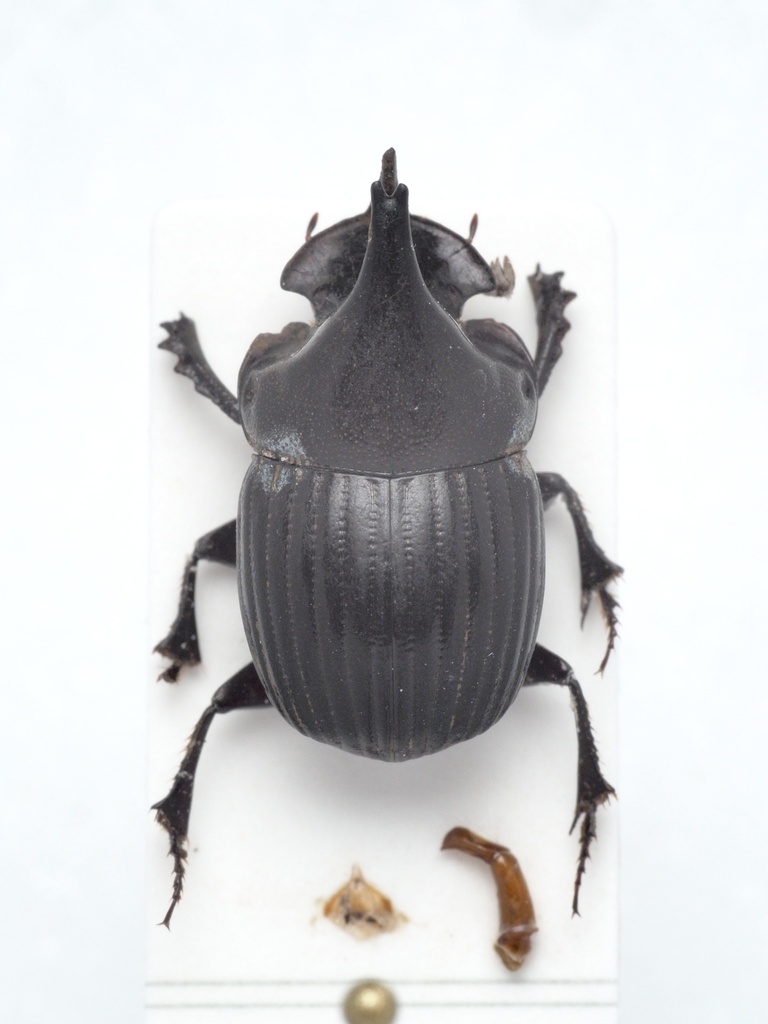Xinidium davisi