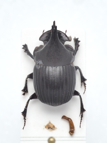 Xinidium davisi