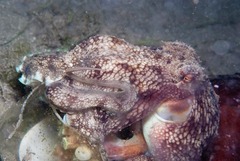 Amphioctopus marginatus