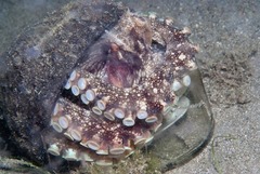 Amphioctopus marginatus
