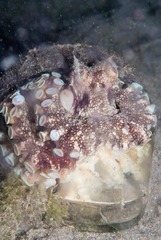 Amphioctopus marginatus