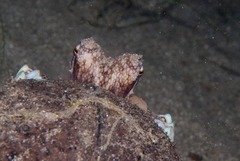 Amphioctopus marginatus