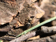 Habronattus pyrrithrix