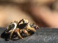 Habronattus pyrrithrix