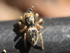 Habronattus pyrrithrix