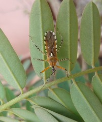 Cosmoclopius nigroannulatus