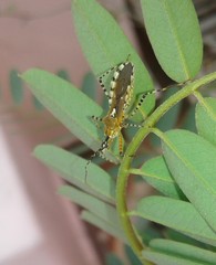 Cosmoclopius nigroannulatus