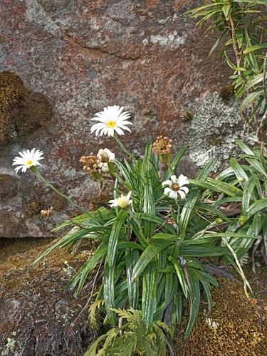 Image of Celmisia adamsii by (c) Oscar Dove, some rights reserved (CC BY)