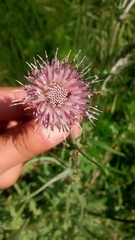 Cirsium lomatolepis
