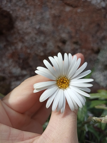 Image of Celmisia adamsii by (c) Oscar Dove, some rights reserved (CC BY)